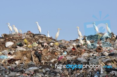 Egrets On Garbage Heap Stock Photo