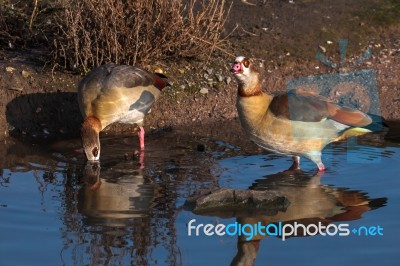 Egyptian Geese (alopochen Aegyptiacus) Stock Photo