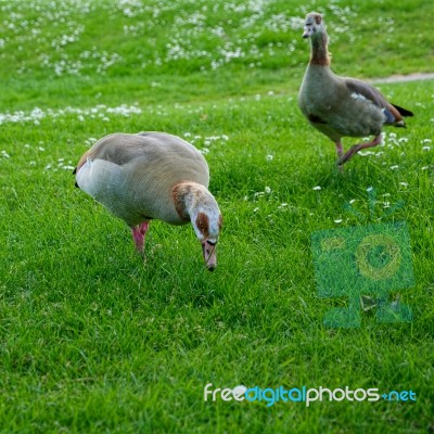 Egyptian Geese (alopochen Aegyptiacus) Wandering Through The Gra… Stock Photo