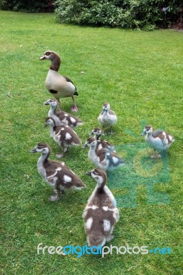 Egyptian Geese (alopochen Aegyptiacus) With Goslings Stock Photo