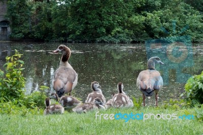 Egyptian Geese (alopochen Aegyptiacus) With Goslings Stock Photo