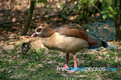 Egyptian Goose Stock Photo