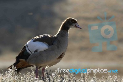 Egyptian Goose Stock Photo