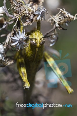 Egyptian Grasshopper (anacridium Aegyptium) Stock Photo