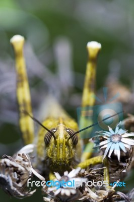 Egyptian Grasshopper (anacridium Aegyptium) Stock Photo