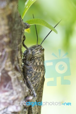 Egyptian Locust Stock Photo