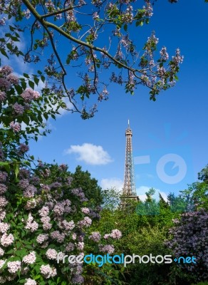 Eiffel Tower And Colorful Blossoming Trees, Paris Stock Photo