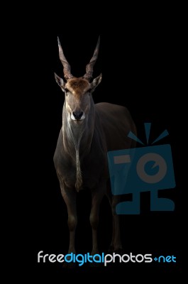 Eland Standing In The Dark Stock Photo