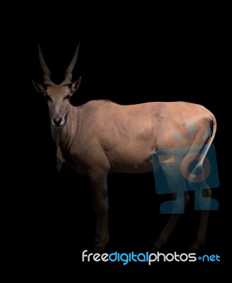 Eland Standing In The Dark Stock Photo