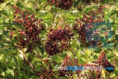 Elderberries Stock Photo