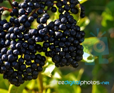 Elderberry Stock Photo