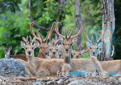 Eld's Deer Stock Photo