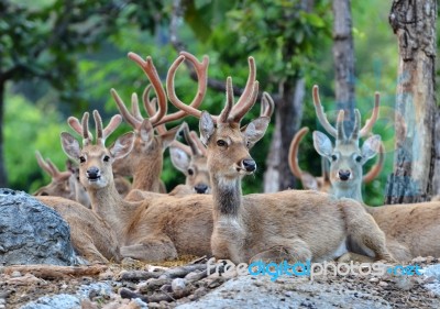 Eld's Deer Stock Photo