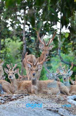 Eld's Deer Stock Photo