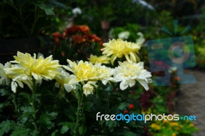 Elegant Flower Stock Photo