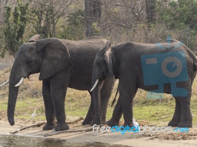 Elephant Stock Photo