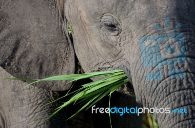 Elephant Stock Photo