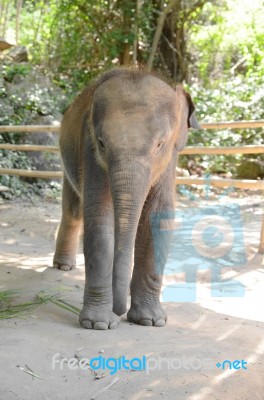 Elephant Stock Photo