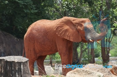 Elephant Stock Photo