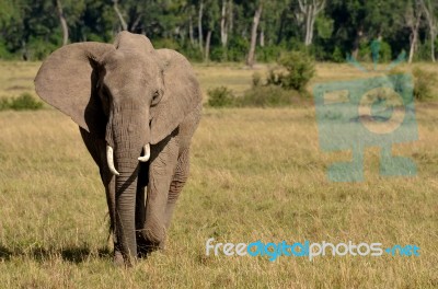 Elephant Stock Photo