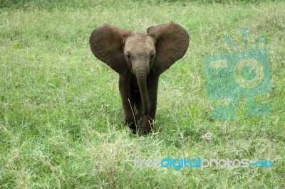 Elephant Baby Stock Photo