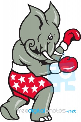 Elephant Boxer Boxing Stance Stock Image