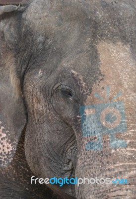 Elephant Close Up Stock Photo