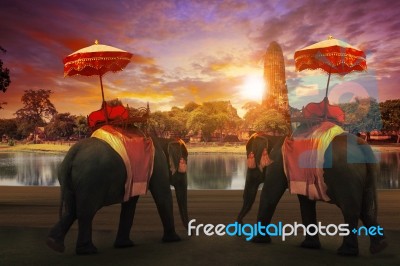 Elephant Dressing With Thai Kingdom Tradition Accessories Standing In Front Of Old Pagoda In Ayuthaya World Heritage Site Use For Tourism And Multipurpose Background , Backdrop Stock Photo