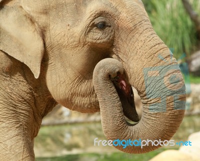 Elephant Eating Stock Photo