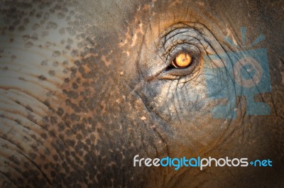 Elephant Eye Stock Photo