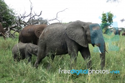 Elephant Family Walking In Namibian Desert Stock Photo