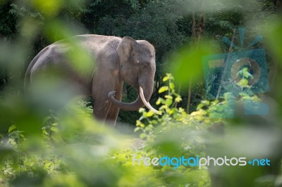 Elephant In Forest Stock Photo