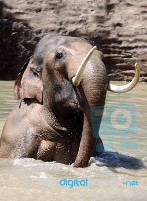 Elephant In Water Stock Photo