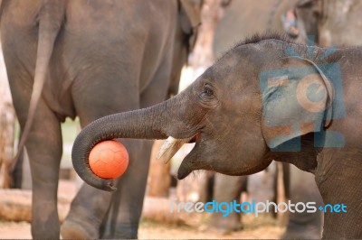 Elephant Playing Ball Stock Photo