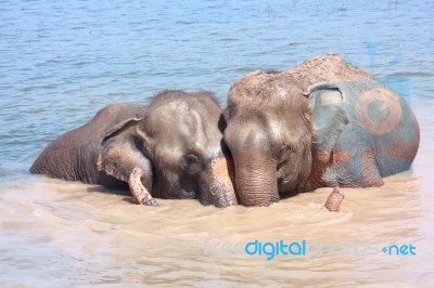 Elephant Relationship Stock Photo