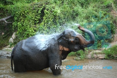 Elephant Showering Stock Photo