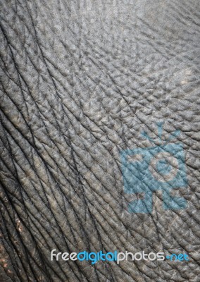 Elephant Skin Stock Photo