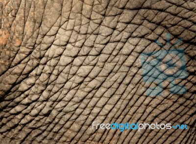 Elephant Skin Stock Photo