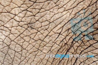 Elephant Skin Stock Photo