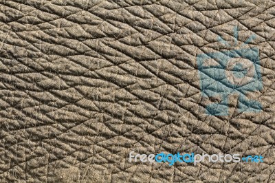 Elephant Skin Texture Stock Photo