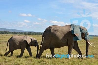 Elephant With Calf Stock Photo