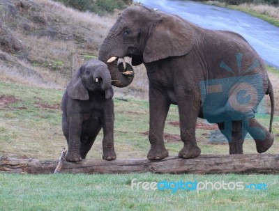 Elephant With Her Baby Stock Photo