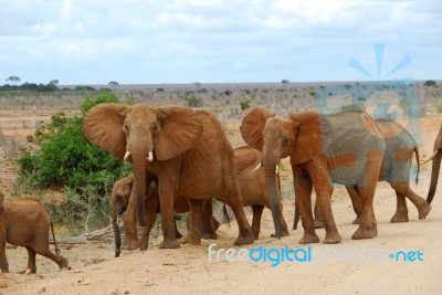 Elephants Stock Photo