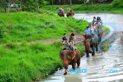 Elephants And Mahouts, While Escorting Tourists To Ride Elephants Along The River In  Mae Wang, Chiang Mai Stock Photo