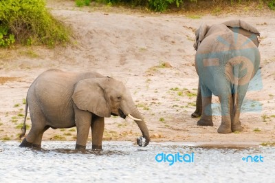 Elephants At The Bank Of Chobe River In Botswana Stock Photo