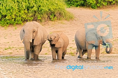 Elephants At The Bank Of Chobe River In Botswana Stock Photo