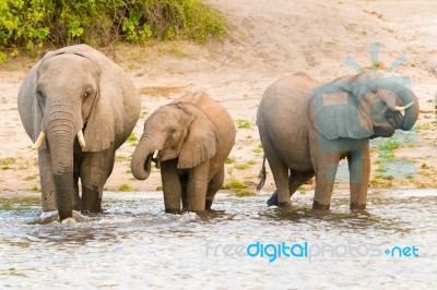 Elephants At The Bank Of Chobe River In Botswana Stock Photo