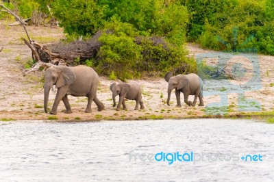 Elephants At The Bank Of Chobe River In Botswana Stock Photo