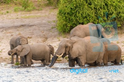 Elephants At The Bank Of Chobe River In Botswana Stock Photo