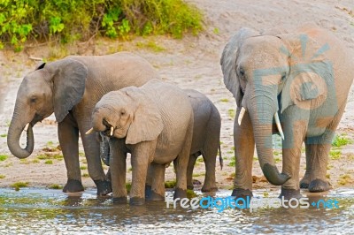 Elephants At The Bank Of Chobe River In Botswana Stock Photo